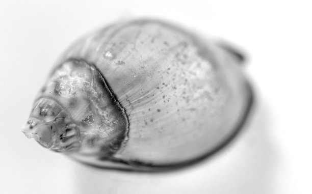 贝壳，微距照片。黄金比例螺旋式上升显然是存在的。图片下载