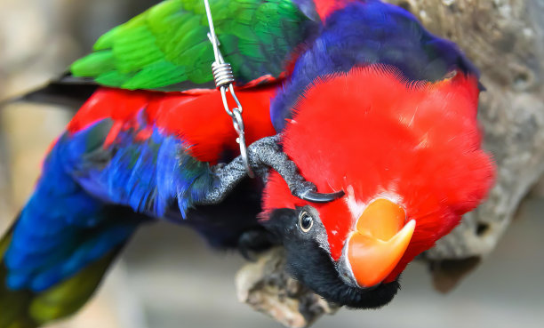 一张彩色鸟的照片，红色的喙和绿色的翅膀，有两只彩色的鸟坐在一起的树枝上。图片下载