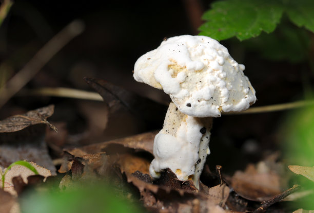 白色形状不均匀的Awatakeyadori (Bolete Eater, Hypomyces chrysospermus)蘑菇(野生动物特写微距照片)图片下载