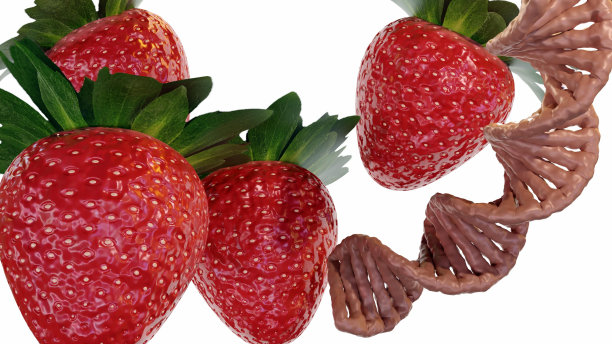 成熟的草莓和DNA螺旋图片下载