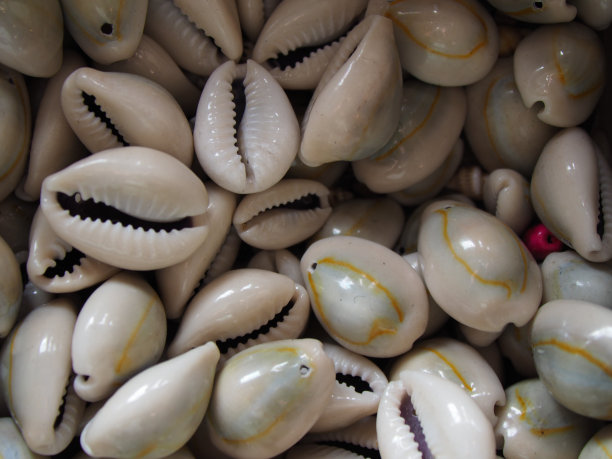 市场上出售的装饰贝壳。图片下载