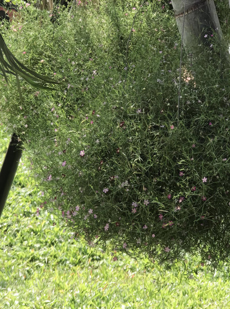 一张猫坐在草丛前的草地上的照片，公园长凳上有一只猫坐在草地上。图片下载