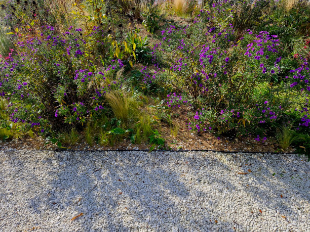 花坛里的紫苑形成了一种单一的植物，像铺满鲜花的地毯。在更高的草地后面。花园布置草原阳光性格，覆盖米色砾石、白色石灰石小径、板条图片下载