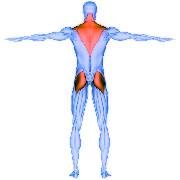 人体肌肉系统斜方肌和臀大肌解剖图片下载