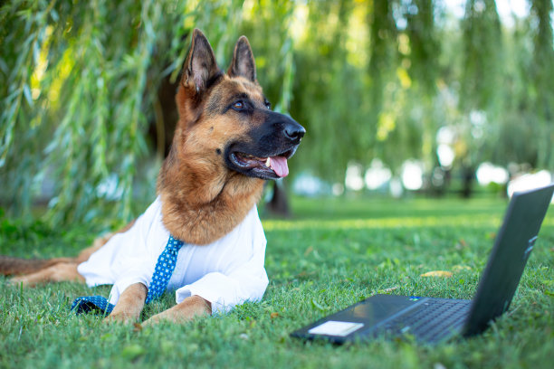 一只德国牧羊犬穿着白衬衫，系着蓝色领带，躺在草坪上用笔记本电脑学习图片下载