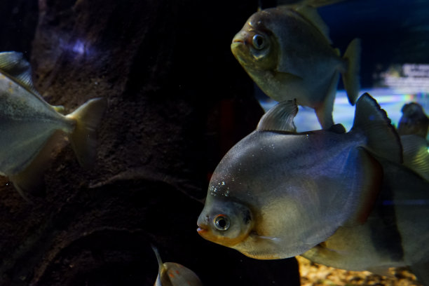 在深海水族箱中游动的鲳鱼的选择性焦点。图片下载