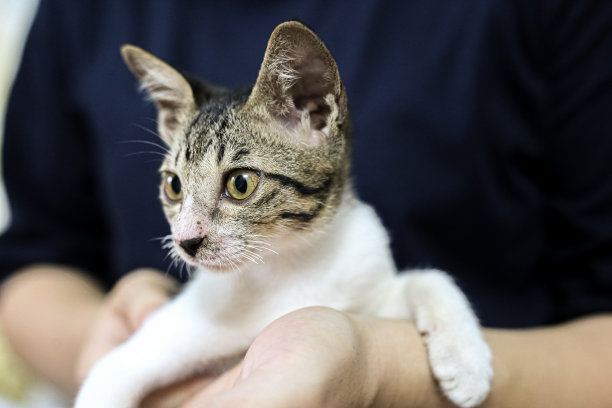 可爱的短发年轻的亚洲小猫灰色和黑色条纹家猫放松懒惰的年轻女孩蓝色t恤肖像拍摄选择性焦点模糊家室内背景股票照片图片下载