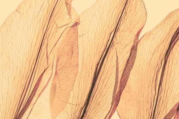 抽象的自然图案的花瓣淡黄的颜色，自然纹理的叶子作为自然背景或背景。宏观纹理，彩色唯美的照片，花瓣的纹理，趋势植物图片下载