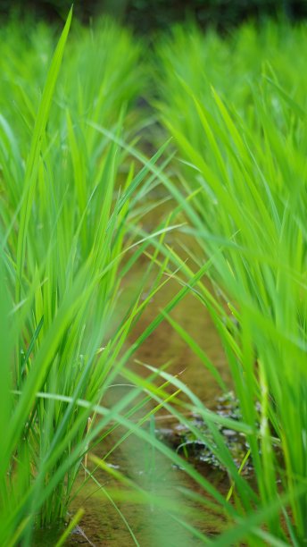 水稻植物的特写照片图片下载