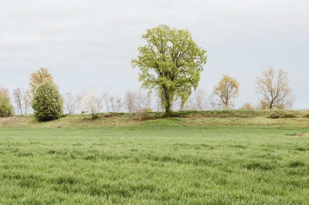 春天开花图片下载