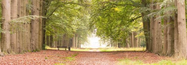 雄伟的林荫大道和秋天的人行道图片下载