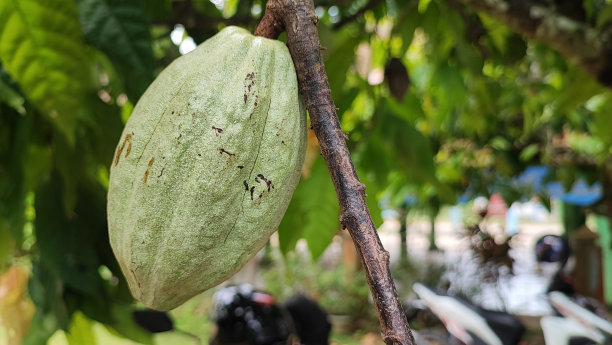 可可果图片下载