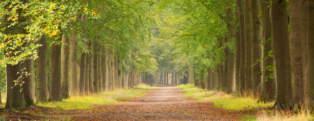 雄伟的林荫大道和秋天的人行道图片下载