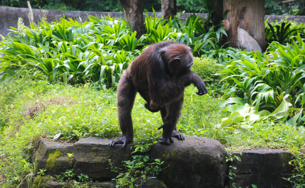 一只母猴抱着她的孩子寻找食物，这是一只被囚禁的猴子的照片图片下载