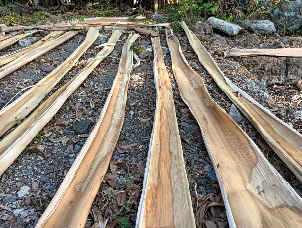 香蕉树的干树皮被用作烟草包装图片下载