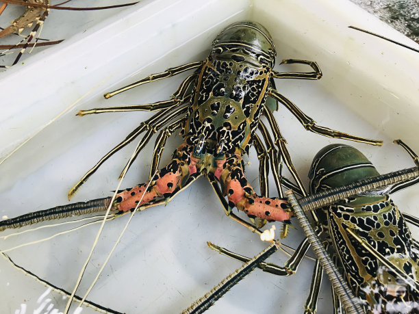 泰国普吉岛拉威海鲜市场出售的彩虾、彩绘龙虾、竹龙虾或带刺龙虾。图片下载