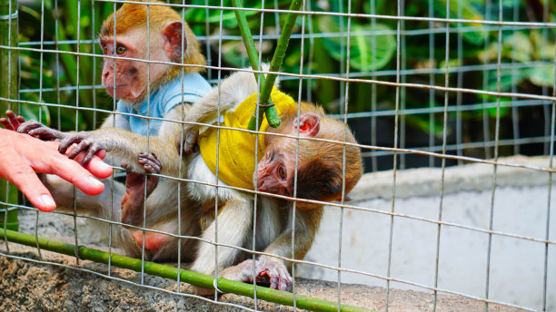 小猴子图片下载