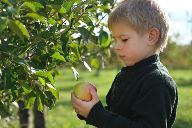 收获后的苹果园里的小孩。初学走路的小男孩在秋收的果园里吃着一个大红苹果。前景上的一篮子苹果。秋日阴天软影图片下载