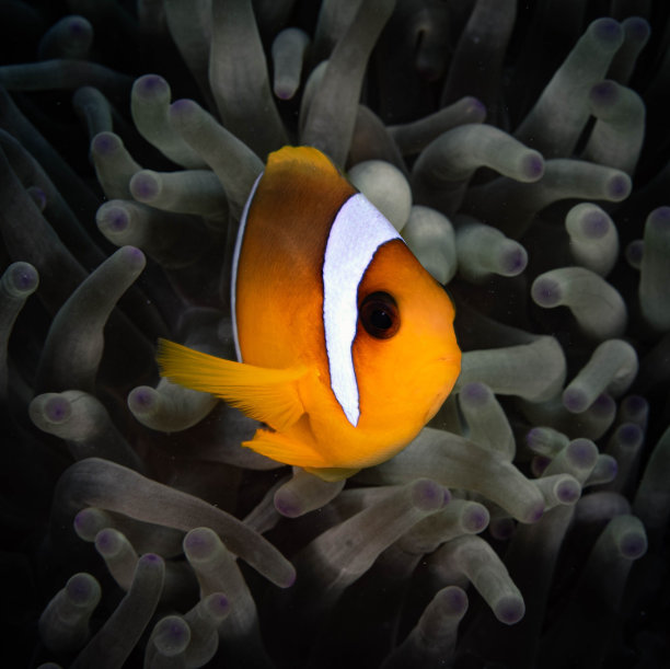 克拉克海葵鱼(clarkii Amphiprion)藏在海葵中的海底照片图片下载