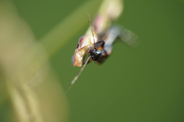 Apache Tomcat图片下载