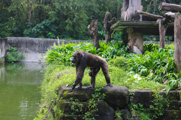 一只母猴抱着她的孩子寻找食物，这是一只被囚禁的猴子的照片图片下载