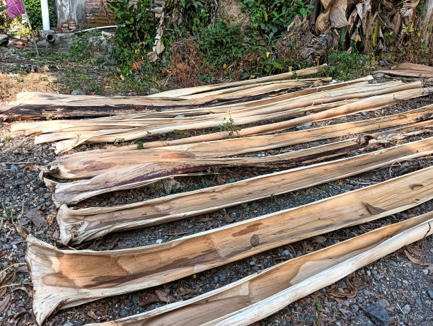 烟草通常用干香蕉树皮包裹图片下载