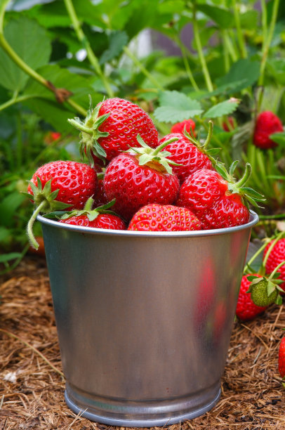 在一个覆盖着地膜的花园里，一个金属桶里装着红熟多汁的草莓。收获有机浆果的概念。垂直的照片。图片下载