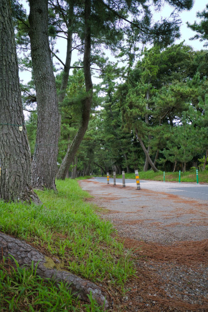 东海道Goyu的一排松树一直延伸到天空图片下载