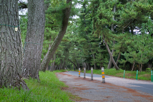 东海道Goyu的一排松树一直延伸到天空图片下载