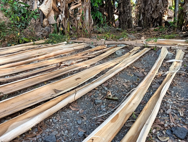 干香蕉树皮是一种常见的烟草包装材料。图片下载