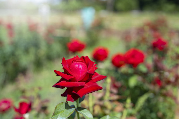 美丽的玫瑰在田野里盛开。图片下载