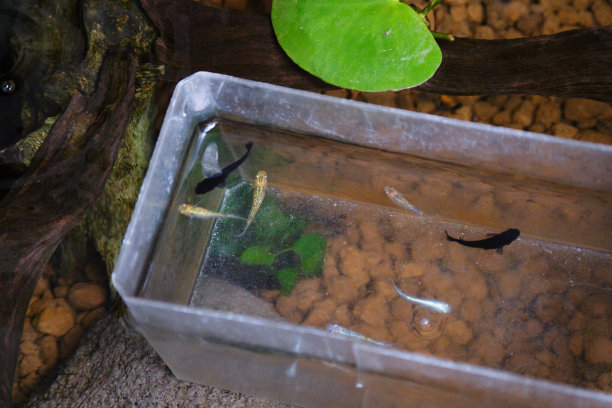 梅达卡与水混合图片下载