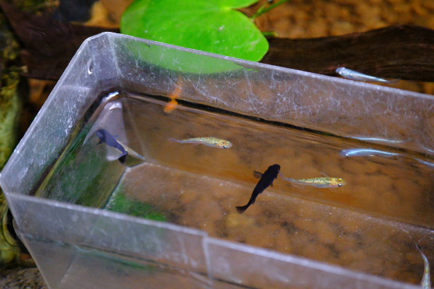 在容器中混合medaka水图片下载