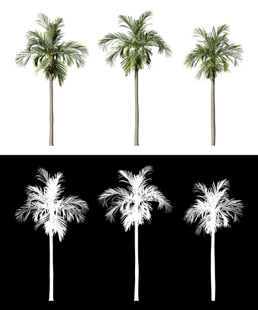 槟榔儿茶棕榈树透明背景热带植物3d插图图片下载
