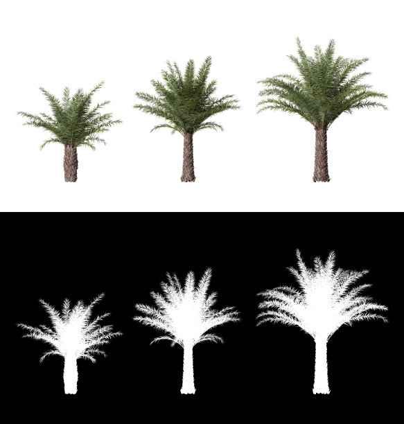 透明背景上分离的凤尾棕榈植物图片下载