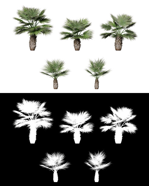 三维插图布拉赫阿玛塔棕榈树隔离在透明的背景图片下载