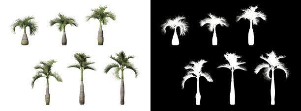 瓶棕榈树孤立在透明的背景图片下载