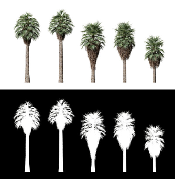 三维插图布拉赫阿玛塔棕榈树隔离在透明的背景图片下载