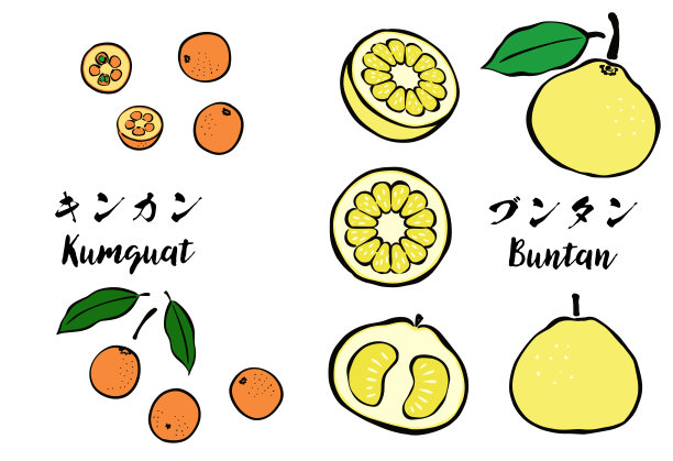 日式笔触柑橘类水果-金桔和扁桃图片下载