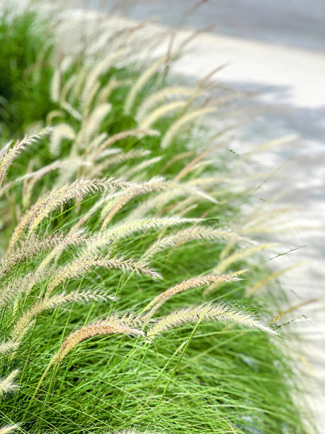 河边草地的照片。图片下载