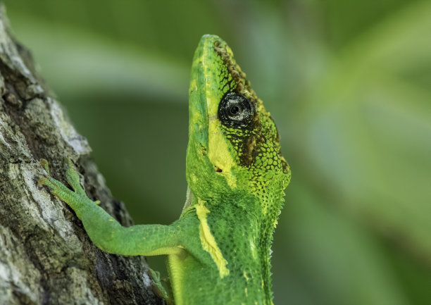 骑士anole头靠近图片下载
