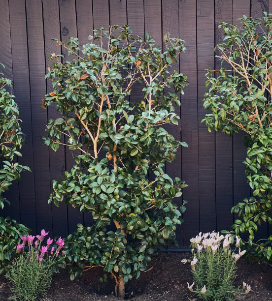 正式的花园图片下载