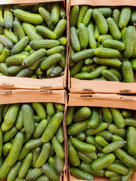 在农贸市场，一群装在纸箱里的成熟新鲜的黄瓜。蔬菜食品店。图片下载