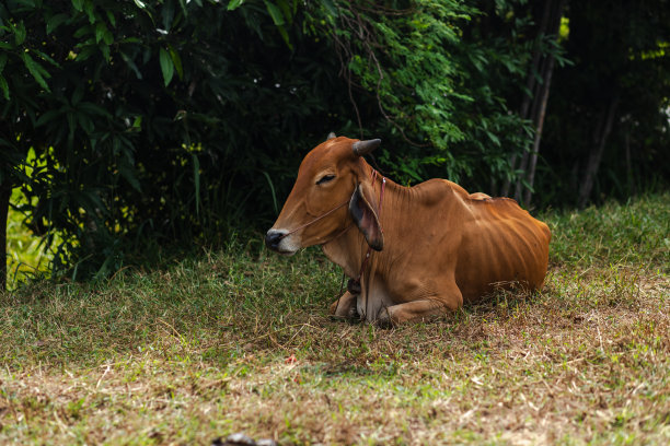 绿色田野上的奶牛。图片下载