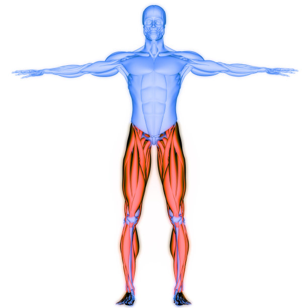 人体肌肉系统，腿部肌肉解剖学图片下载
