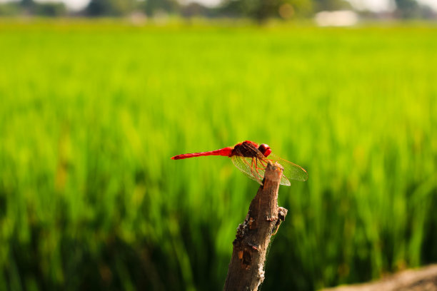 蜻蜓图片下载