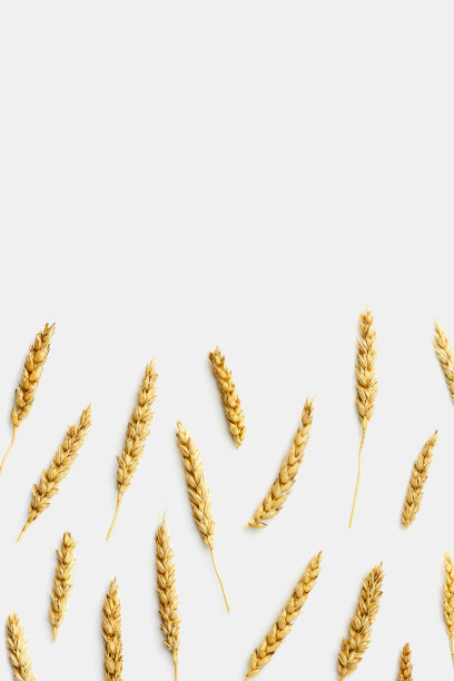 最小的图案与麦穗，近金黄色的小麦小穗，自然纹理的食物背景，复制空间。俯视图构图，秋季作物谷物，垂直照片，白色图片下载