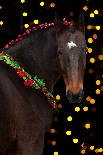 黑底圣诞花环中的马图片下载