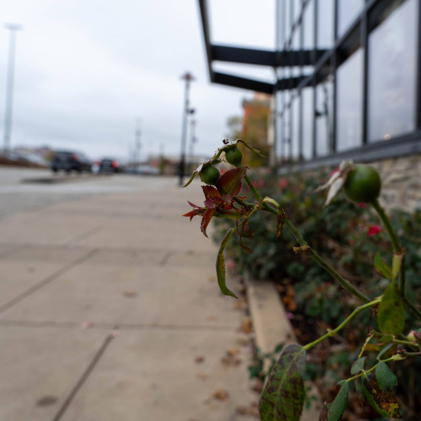 商场外的窗户和花坛图片下载