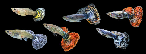 照片集多色孔雀鱼(Poecilia reticulata)孤立在黑色背景，白金，全红，燕尾服，眼镜蛇，马赛克孔雀鱼图片下载